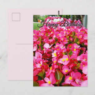 Hot Pink Begonia Sensation, Birthday Postcard