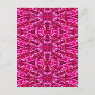Hot Pink Cabbage Rose Art Postcard
