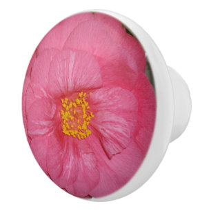 Hot Pink Camellia Growing On A Tree, Ceramic Knob