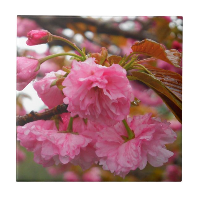 Hot Pink Cherry Blossom Flowers Ceramic Tile (Front)
