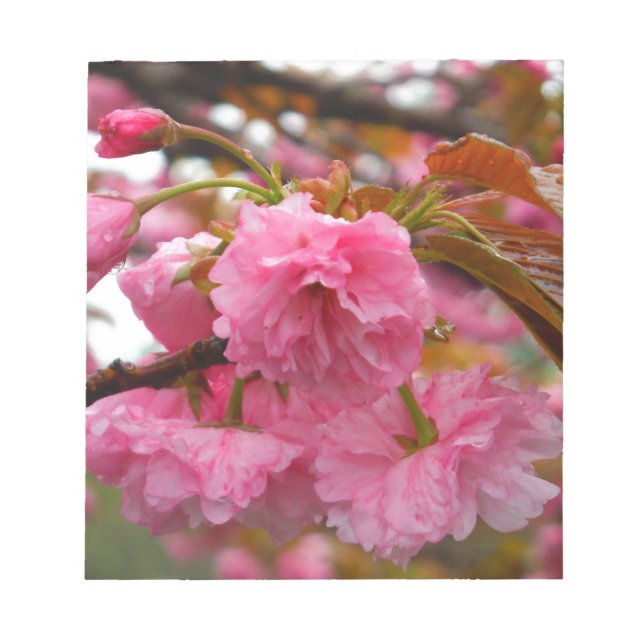 Hot Pink Cherry Blossom Flowers Notepad (Front)