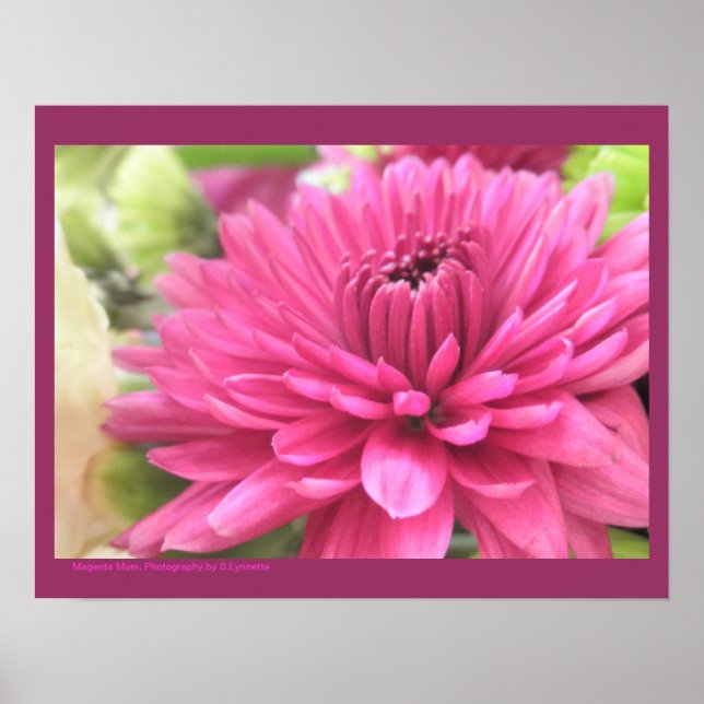 Hot Pink Chrysanthemum Flower Mums Flowers Photo Poster (Front)