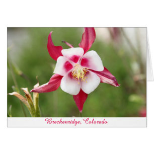 Hot Pink Columbine