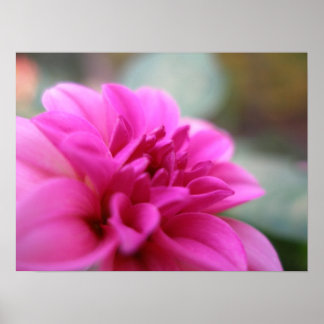 Hot Pink Dahlia Poster