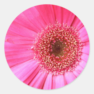 Hot Pink Daisy Classic Round Sticker