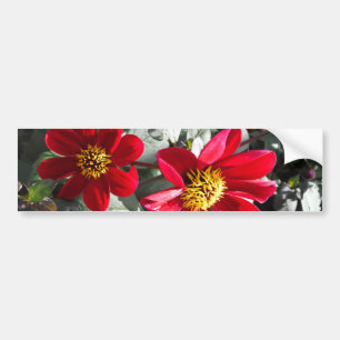 hot pink daisy / daisies flowers network bumper sticker