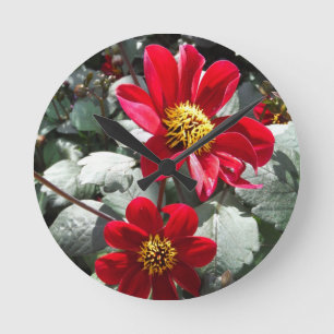 hot pink daisy / daisies flowers network round clock