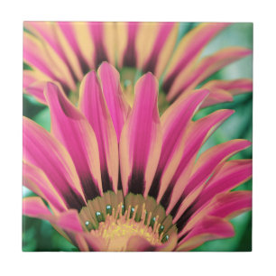 Hot Pink Daisy Petals Tile
