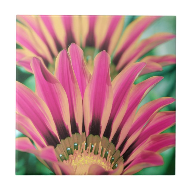 Hot Pink Daisy Petals Tile (Front)