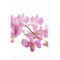 Hot Pink Dendrobium Orchid Flower Orchids Template