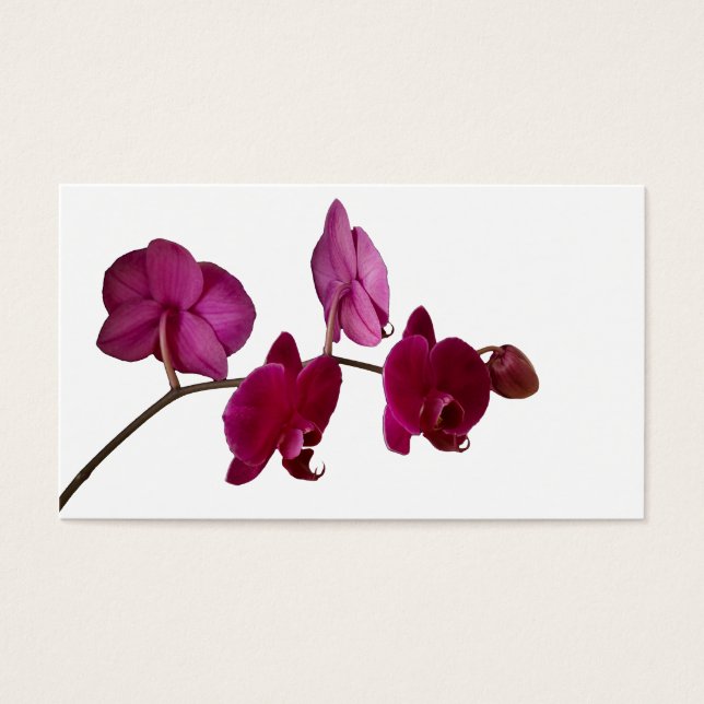 Hot Pink Dendrobium Orchid - Orchids Background (Front)
