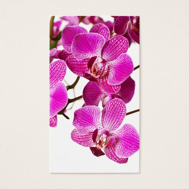 Hot Pink Dendrobium Orchid - Orchids Background (Front)