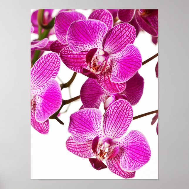 Hot Pink Dendrobium Orchid - Orchids Background Poster (Front)