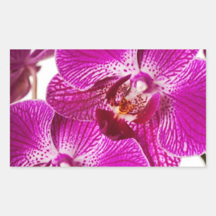 Hot Pink Dendrobium Orchid - Orchids Background Rectangular Sticker