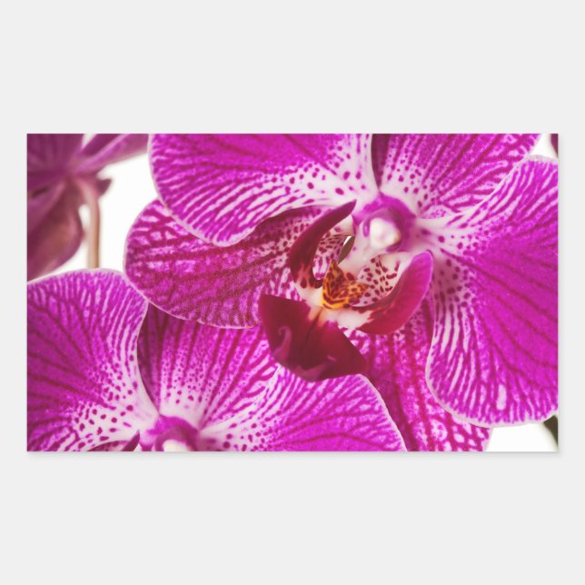 Hot Pink Dendrobium Orchid - Orchids Background Rectangular Sticker (Front)