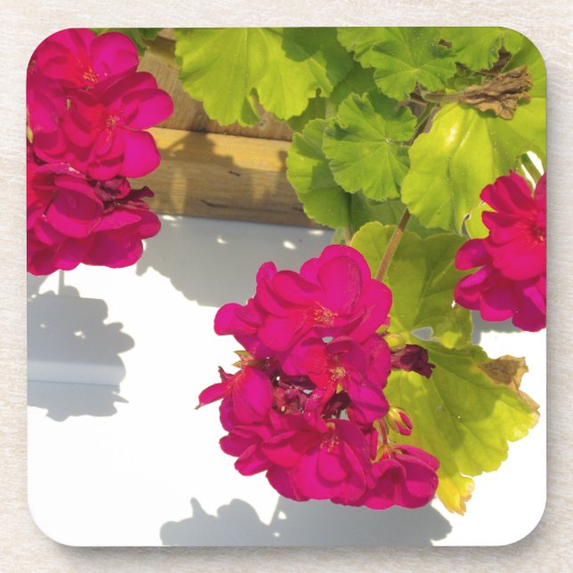 HOt pink floral flowers Pink Geranium Coaster (Front)
