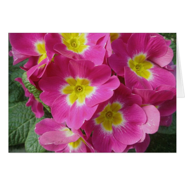 Hot Pink Flower Note Card (Front Horizontal)