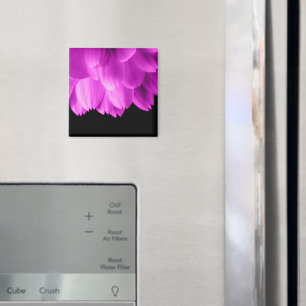 Hot pink flower petals on black magnet