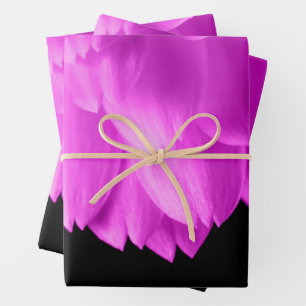 Hot pink flower petals on black wrapping paper sheet