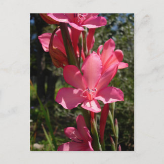 Hot Pink Flower Postcard