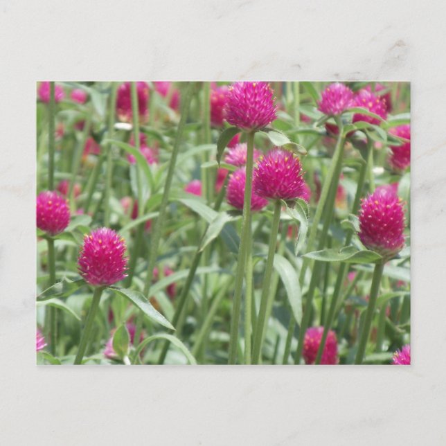 Hot Pink Flowers Postcard (Front)
