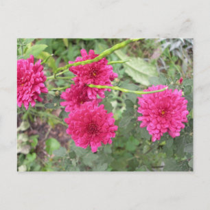 hot pink flowers postcard