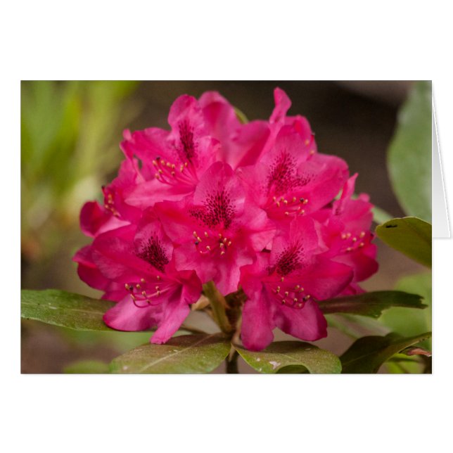 Hot Pink Flowers Rhododendron Floral Custom (Front Horizontal)