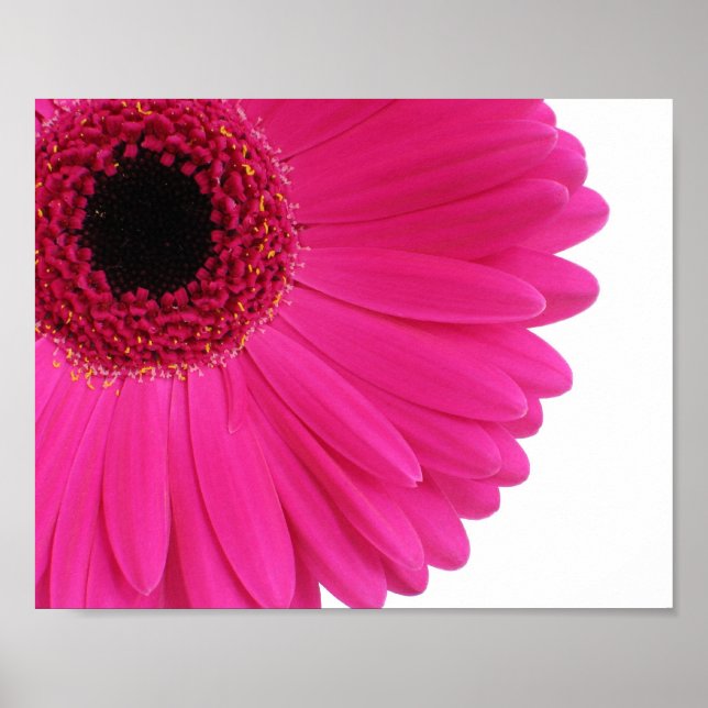 Hot Pink Gerbera Daisy Close-up Poster (Front)