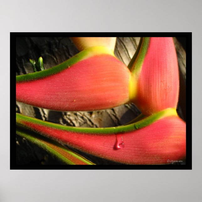 Hot Pink Heliconia Flower  Poster Print (Front)