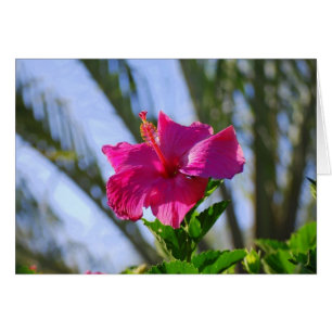 Hot Pink Hibiscus Card