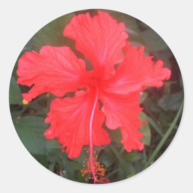 Hot Pink Hibiscus Classic Round Sticker (Front)