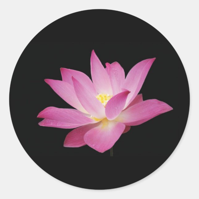 Hot pink lotus flower on black background Sticker (Front)