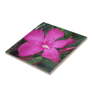 Hot Pink Oleander Photo Ceramic Tiles