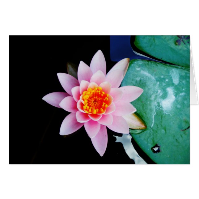 Hot Pink & orange lotus water lily flower (Front Horizontal)