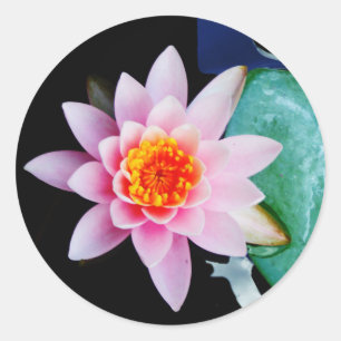 Hot Pink & orange lotus water lily flower Classic Round Sticker