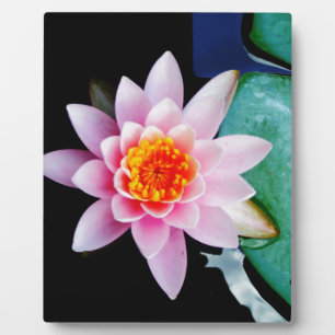 Hot Pink & orange lotus water lily flower Plaque