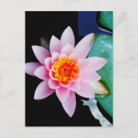 Hot Pink & orange lotus water lily flower