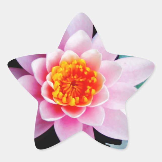 Hot Pink & orange lotus water lily flower Star Sticker (Front)