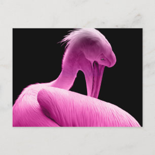 Hot Pink Pelican Custom Postcard