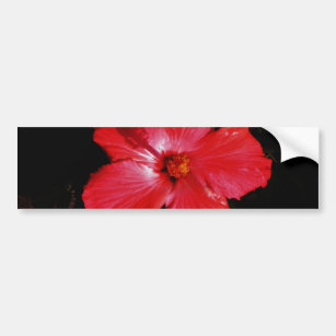 Hot Pink Red Hibiscus flower on Black Bumper Sticker