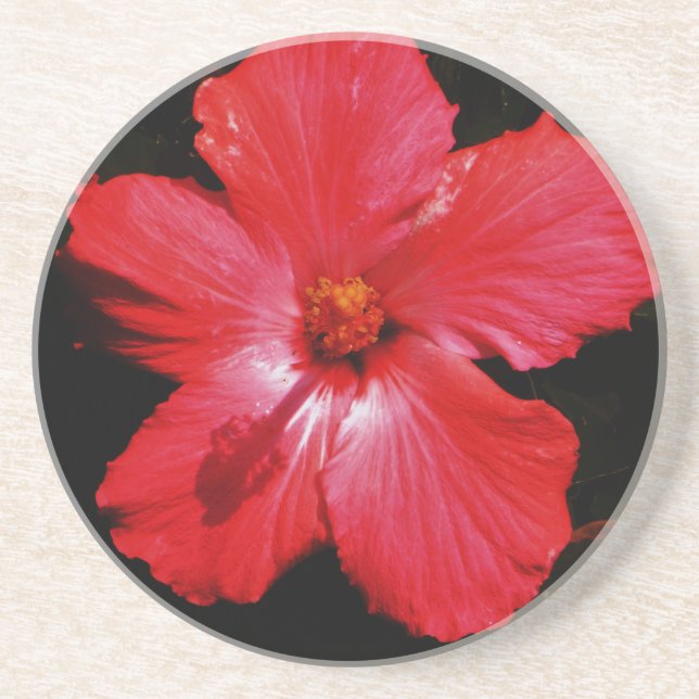 Hot Pink Red Hibiscus flower on Black Coaster (Front)