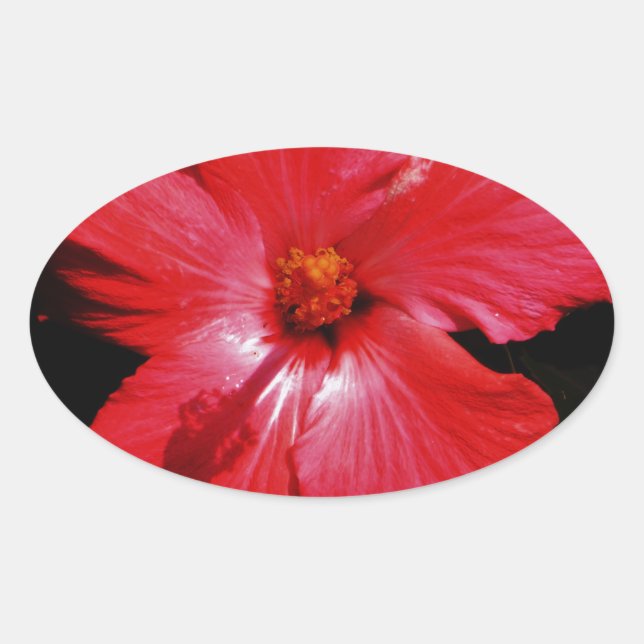 Hot Pink Red Hibiscus flower on Black Oval Sticker (Front)