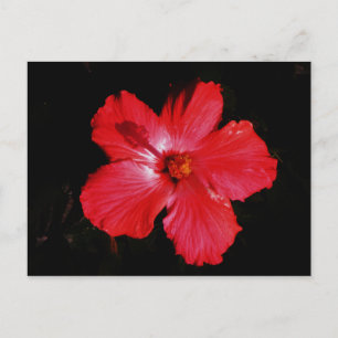 Hot Pink Red Hibiscus flower on Black Postcard