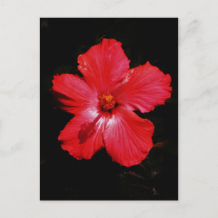 Hot Pink Red Hibiscus flower on Black Postcard