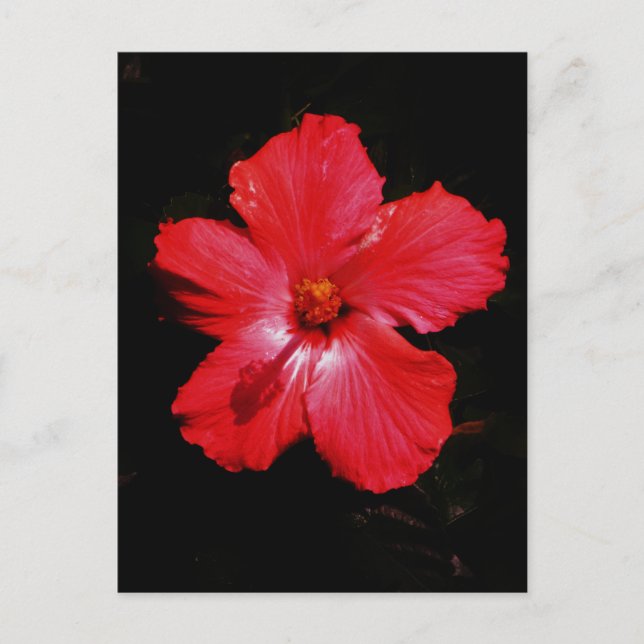 Hot Pink Red Hibiscus flower on Black Postcard (Front)