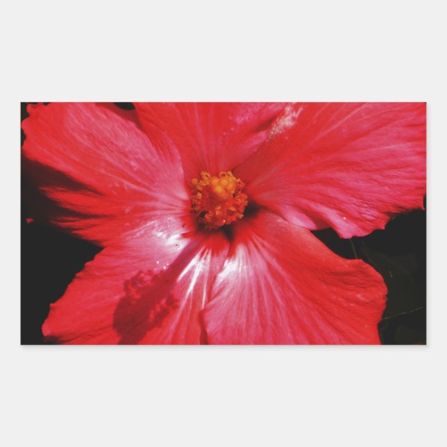 Hot Pink Red Hibiscus flower on Black Rectangular Sticker (Front)