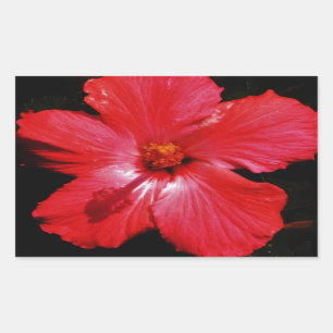 Hot Pink Red Hibiscus flower on Black Rectangular Sticker