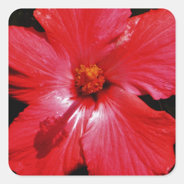 Hot Pink Red Hibiscus flower on Black Square Sticker (Front)