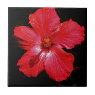 Hot Pink Red Hibiscus flower on Black Tile