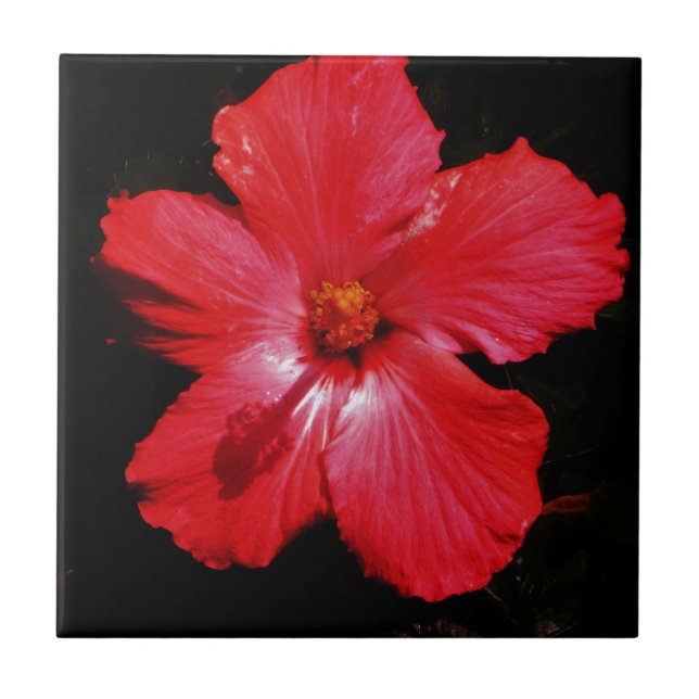 Hot Pink Red Hibiscus flower on Black Tile (Front)